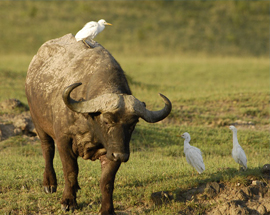 wildlife safari ngarongoro buffalo