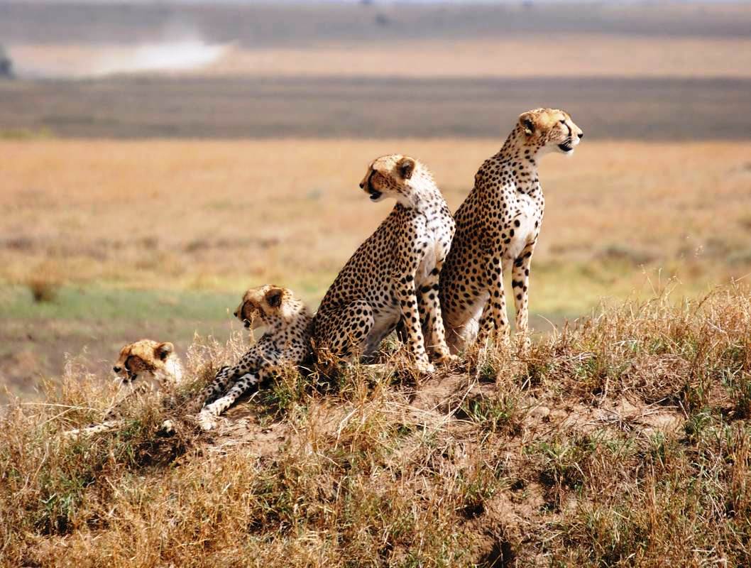 Serengeti-National-Park-Amazing