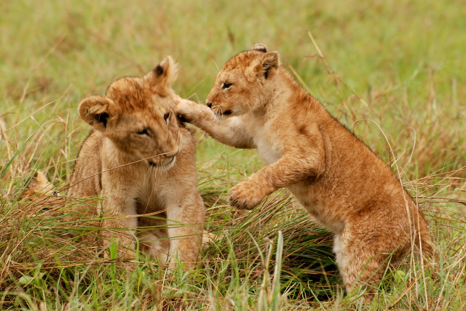 cube lion at serengeti