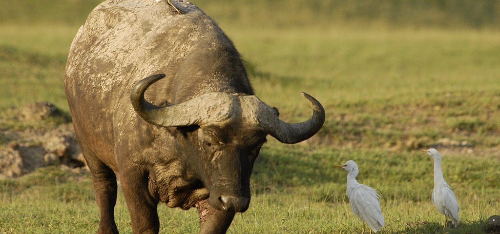 tarangire buffalo
