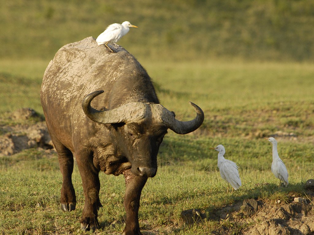tarangire buffalo