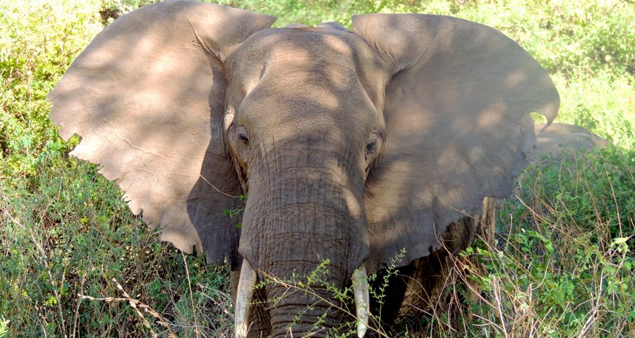 tarangire elephant