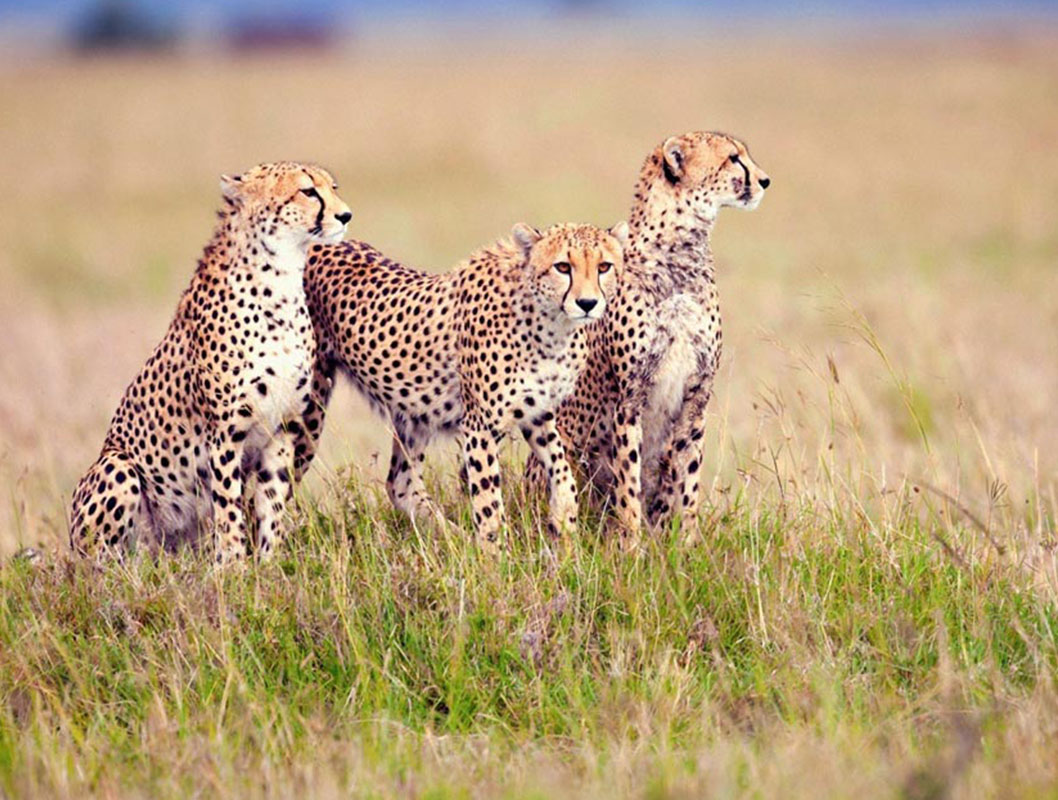 serengeti-National-park
