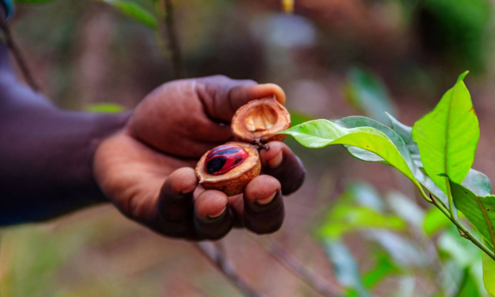 Zanzibar Spice Tour