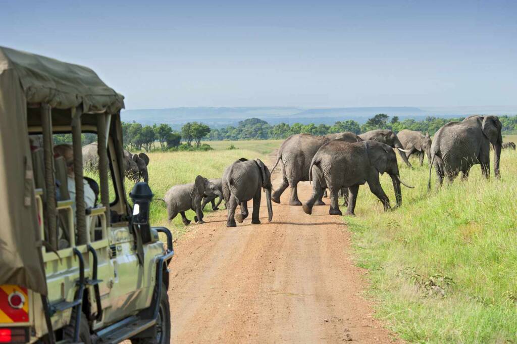 Authentic Safari Experience