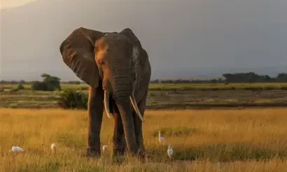 Kilimanjaro national park