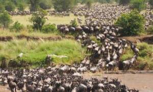 Wildebeest migration safari