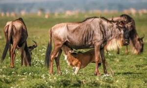authentic east africa safari