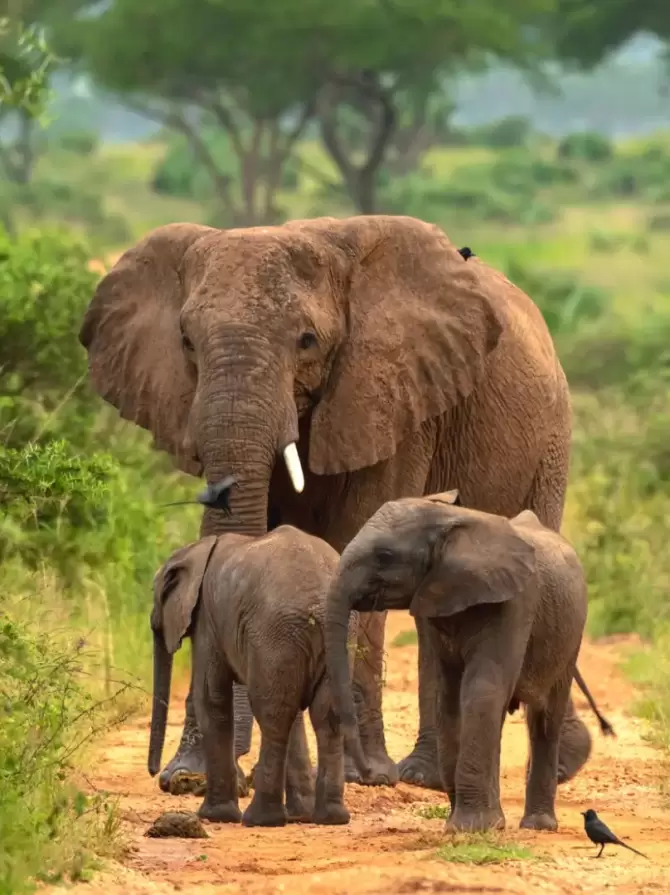 akagera-national-park4