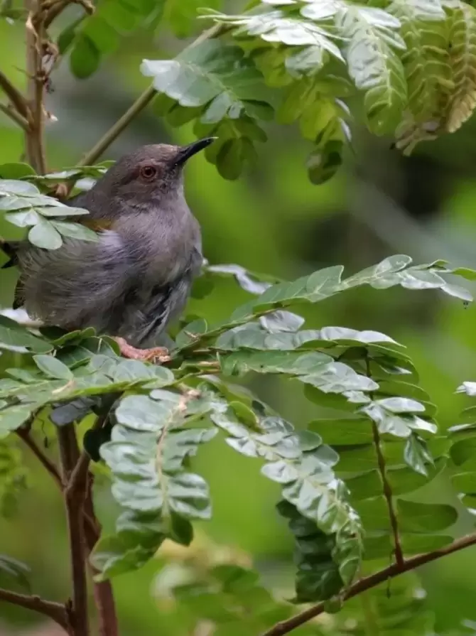 bwindi-impenetrable-national-park3