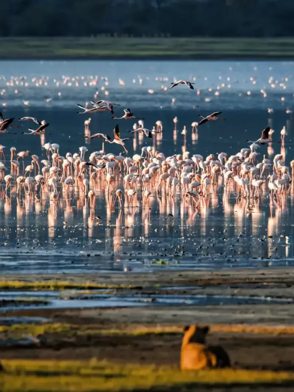 lake-manyara-national-park3