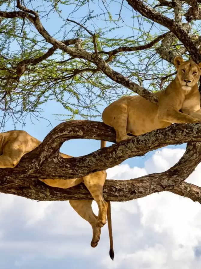 lake-manyara-national-park4