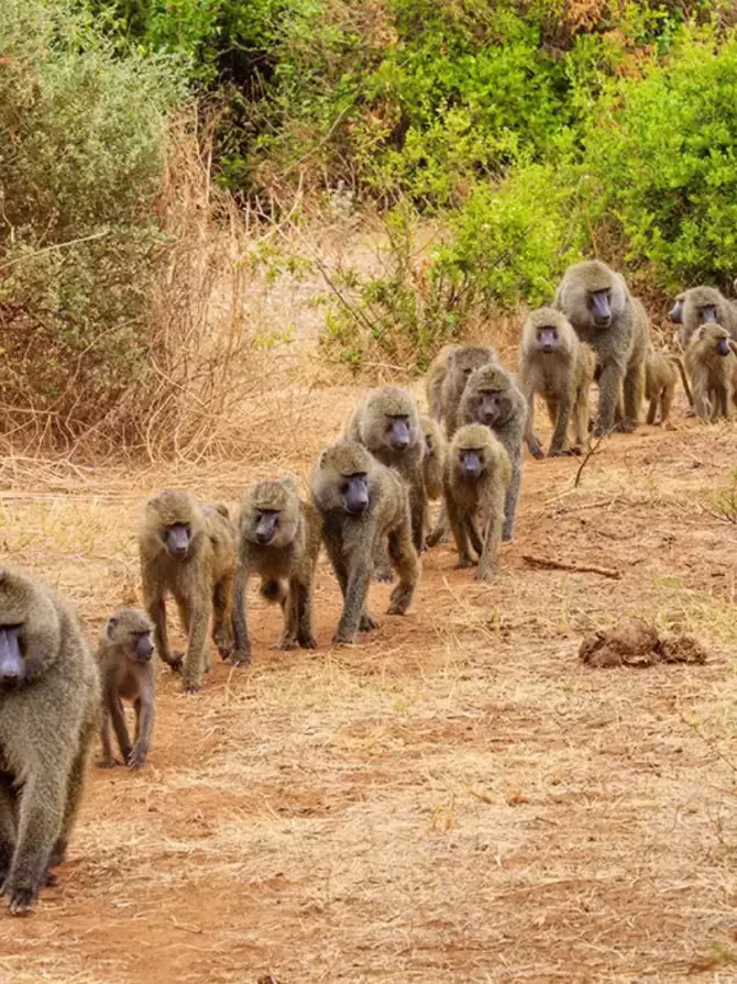 lake-mburo-national-park4