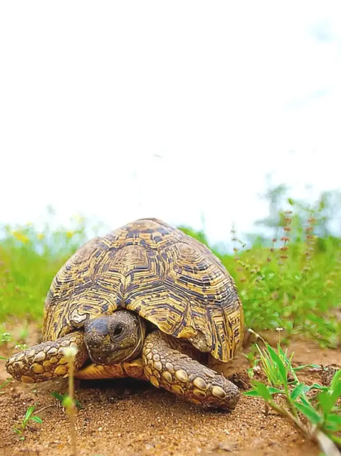 mkomazi-national-park3