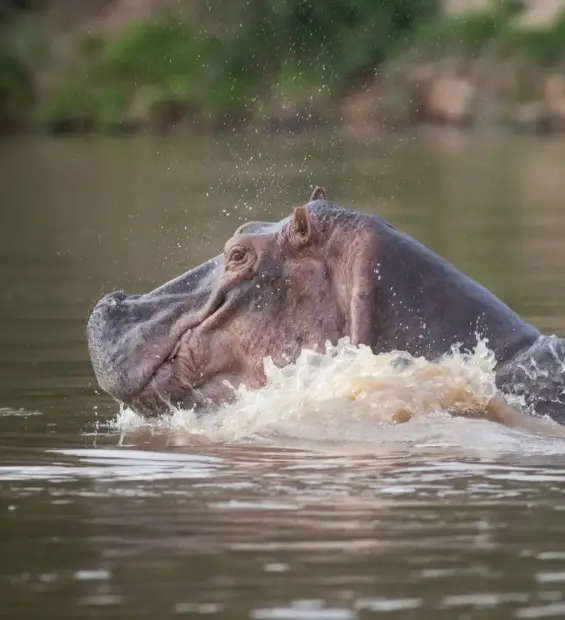 selous-game-reserve2