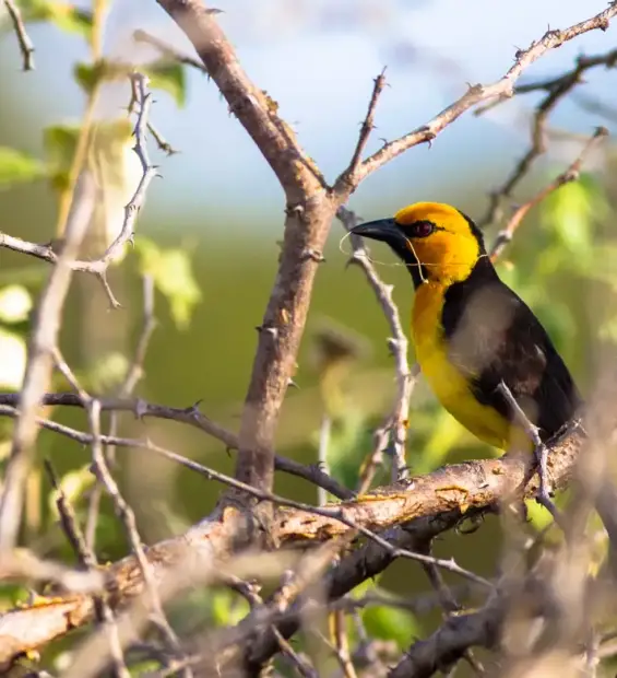 tarangire-national-park1