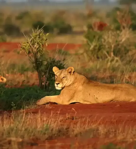 tsavo-west-national-park3