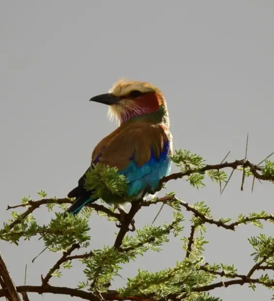 udzungwa-mountains-national-park4